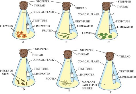 In The Following Experimental Up A Small Test Tube Containing KOH