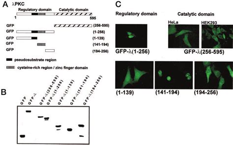 Expression And Subcellular Localization Of Gfp Fusion Proteins Download Scientific Diagram