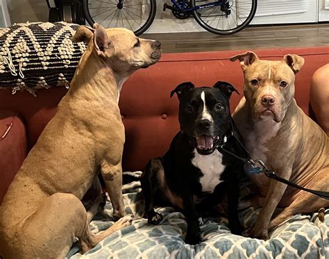 Pit mix bulldog breeds are becoming popular for active families 11