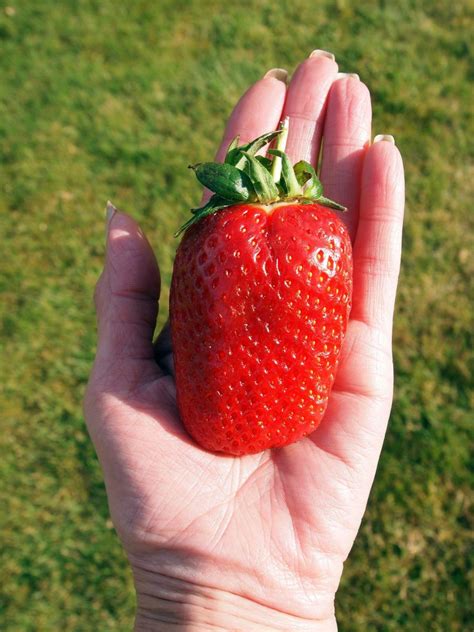 500x Rare Super Big GIANT STRAWBERRY Seeds, Largest Fruit, Everbearing | eBay