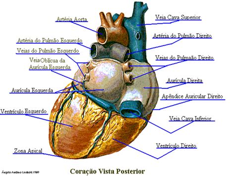 Anatomia Sistema Cardiovascular