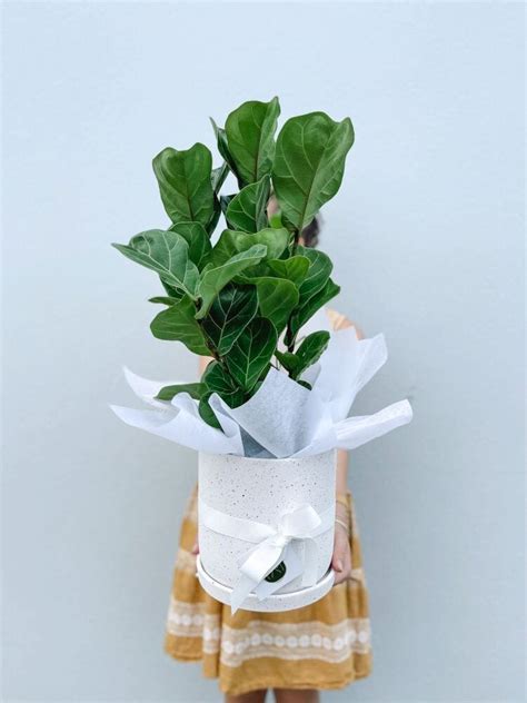 Medium Indoor Plant Delivered Townsville Wide
