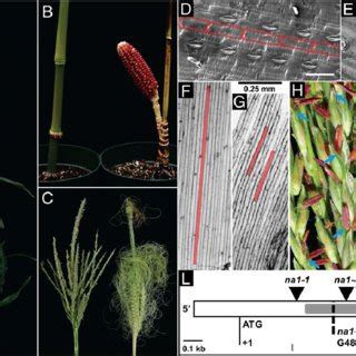 Morphological And Molecular Features Of Na1 Mutants A Mature