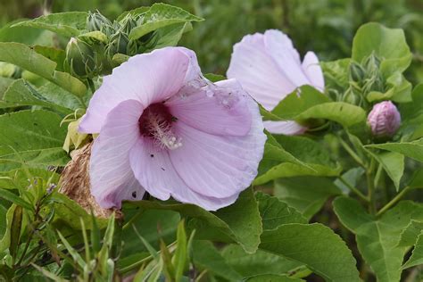 August 6, 2018 – Rose Mallow – Barton Arboretum and Nature Preserve