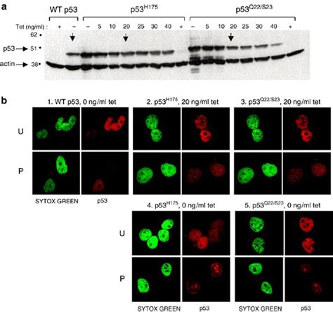 Energy Dependent Nucleolar Localization Of P53 In Vitro Requires Two