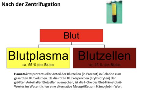 Kapitel 5 Blut Karteikarten Quizlet