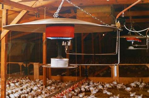 Maywick Ltd Poultry Brooders