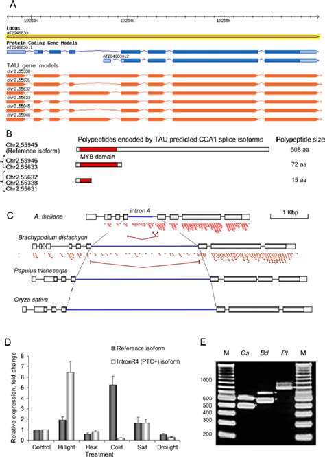 Intron Retention And Novel Splice Junction Events In The Cca1 Locus Download Scientific