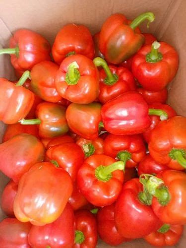 Exotic Vegetable A Grade Fresh Red Capsicum For Food Pan India At Rs