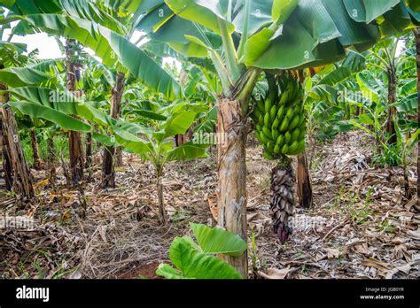 Cavendish Banana Tree Hi Res Stock Photography And Images Alamy