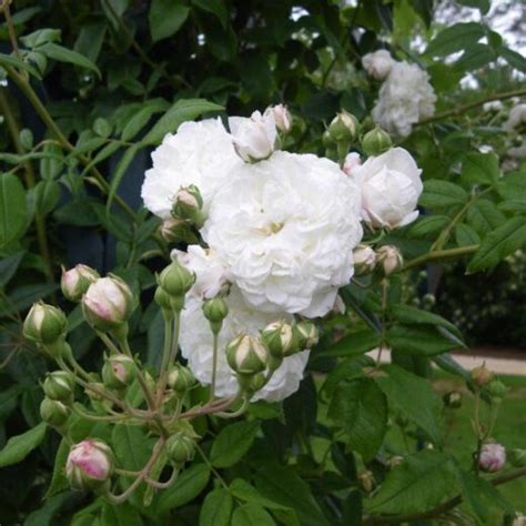 Aim E Vibert Les Rosiers Du Berry