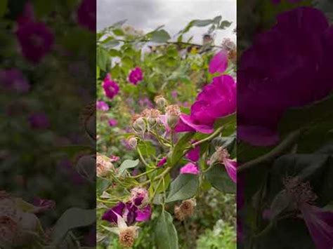 Секрет успешной зимовки роз 🌹🌹🌹 - YouTube