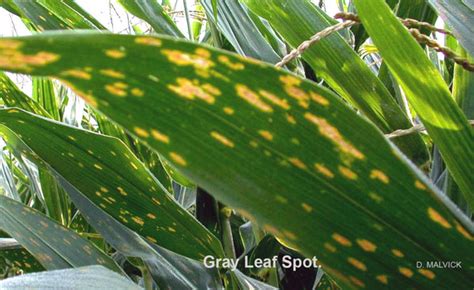 Gray Leaf Spot On Corn Umn Extension