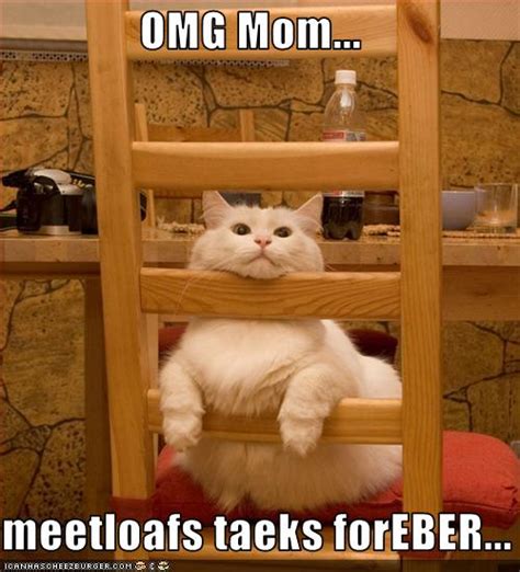 true book addictbooks cats   cat thursdayhappy mothers day