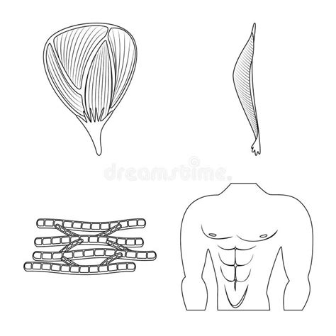 Conception De Vecteur De Fibre Et De Signe Musculaire Collection D