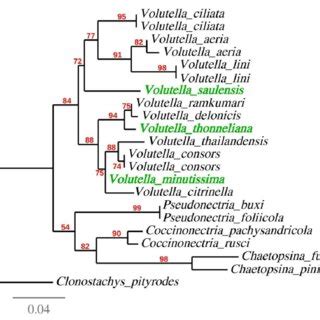 Maximum Likelihood Phylogeny Lnl Inferred From