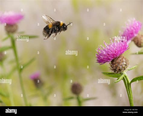 Buff Tailed Bumblebee Bombus Terrestris Worker Flying To Knapweed