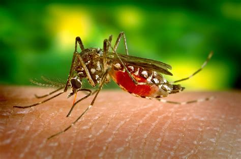 Qual Mosquito Transmite A Febre Amarela - Colômbia passa a exigir vacina contra febre amarela a brasileiros ...