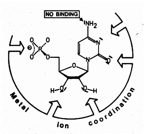 Schematic Description Of Metal Ion Coordination Sites On A