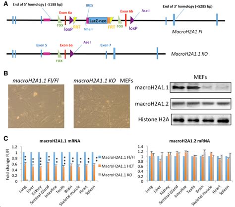 Conditional Macroh A Knockout Ko In Mice A Upper Panel Targeting