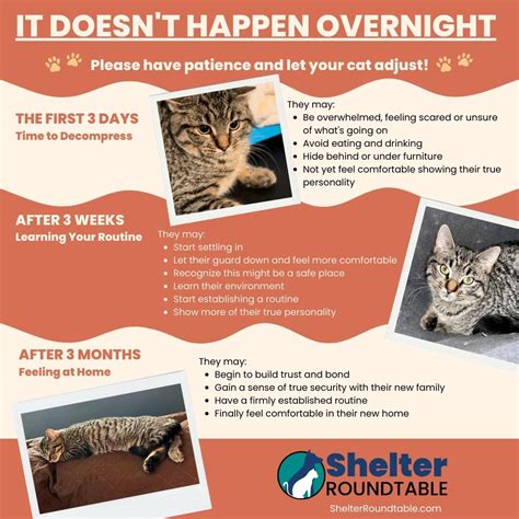 It Doesn T Happen Overnight Cat Adoption Adjustment Shelter Roundtable