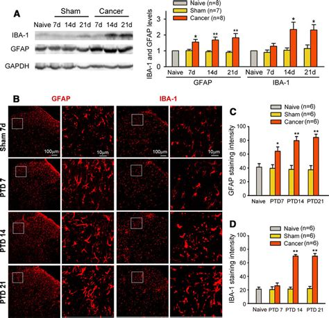 Time Course Of Astrocytic And Microglial Activation On The Lumbar