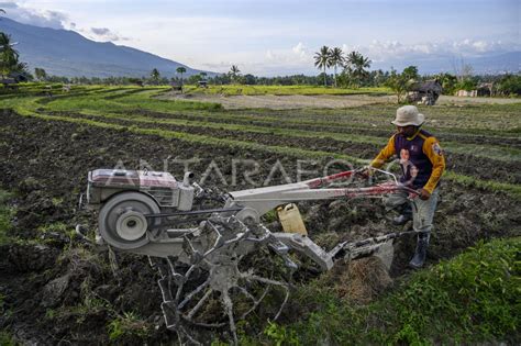 REALOKASI ANGGARAN UNTUK PERTANIAN SELAMA PANDEMI COVID 19 ANTARA Foto