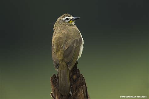 White Browed Bulbul White Browed Bulbul Pradeepkumar Devadoss Flickr