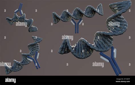 Anti Double Stranded Dna Anti Dsdna Antibodies Are A Group Of Anti Nuclear Antibodies Ana