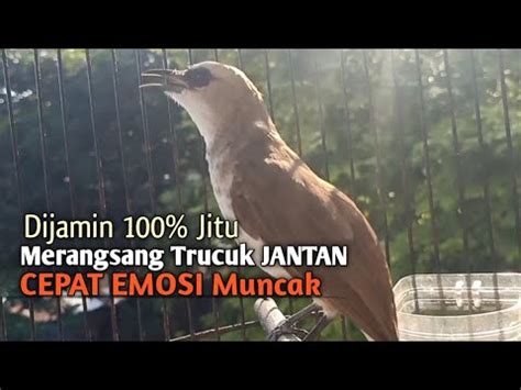 Trucuk Betina Memanggil Jantan Suara Birahi Ngecuplik Pancingan