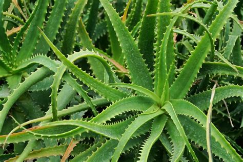 Aloe Arborescens Le Propriet Curative Quali Sono