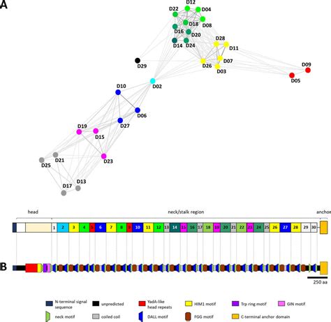 In Silico Prediction And Schematic Domain Organization Of The Complete Download Scientific