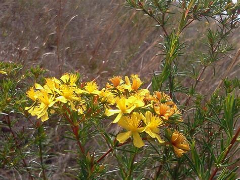 Peelbark St John S Wort Hypericum Fasciculatum 6 Flickr