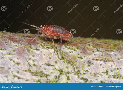 Myzus Persicae Known As The Green Peach Aphid Or The Peach Potato