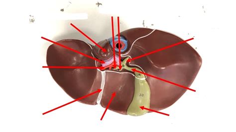 Liver Diagram Quizlet