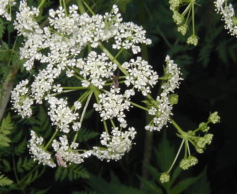 Poison Hemlock Prolific In The Fence Rows