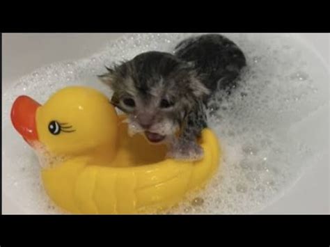 random abnormal memes  youtube