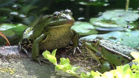 Groene Kikkers Maken Rare Sprongen Youtube