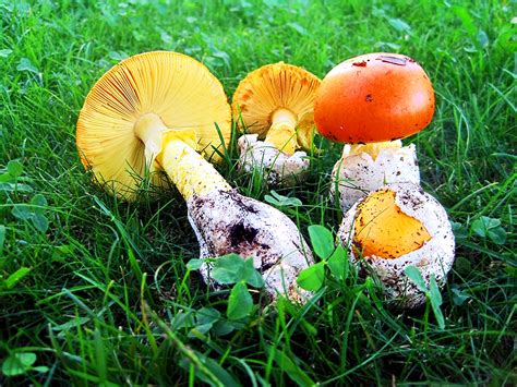 Amanita Caesarea Juzaphoto