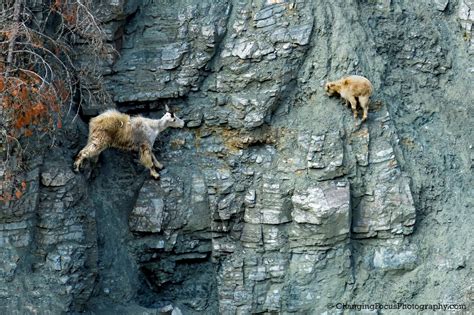 Goats on a Salt-Laden Cliff - Hope Inc. Stories