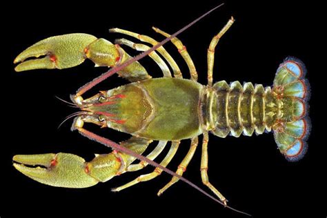 Giant Crayfish Discovered - It's Nature