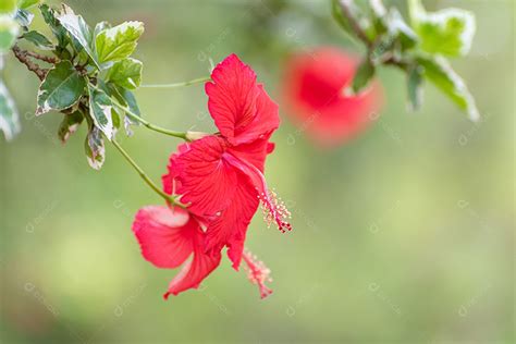 Hibisco Linda Flor De Hibisco Vermelho No Jardim Luz Natural