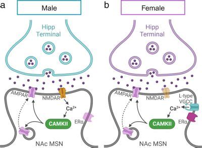 Researchers Have Discovered Hidden Sex Differences In The Brains