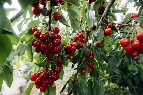 Nawożenie wiśni czym i kiedy to robić Poradnik dla początkujących