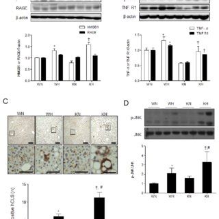 Sirt Deletion Aggravates Hepatic Steatosis In Hfd Fed Mice A