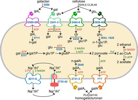 Model Of C Phytofermentans Hexose Metabolism Polysaccharides Are