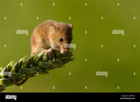 European Harvest Mouse Micromys Minutus Stock Photo Alamy