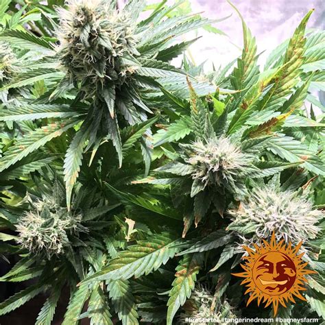 Tangerine Dream™ Cannabis Seeds Barneys Farm®