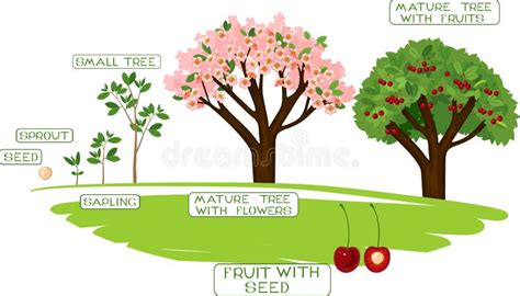 Life Cycle Of Cherry Tree With Captions Stock Vector Illustration Of