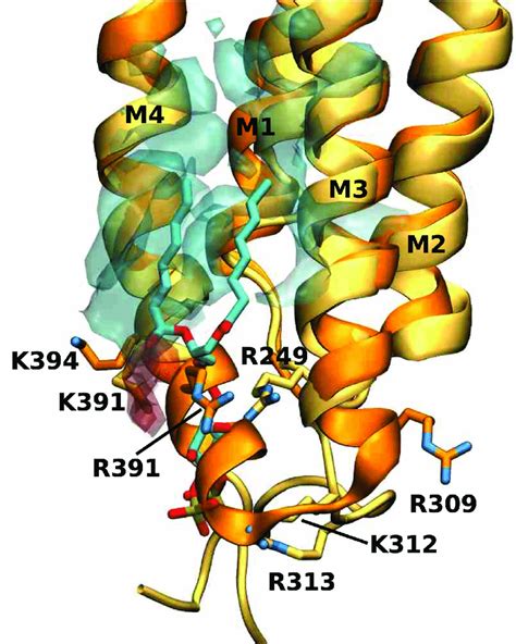 Overlay Of Ps Density With Pip2 Near The M4 Helix Overlay Of The Human